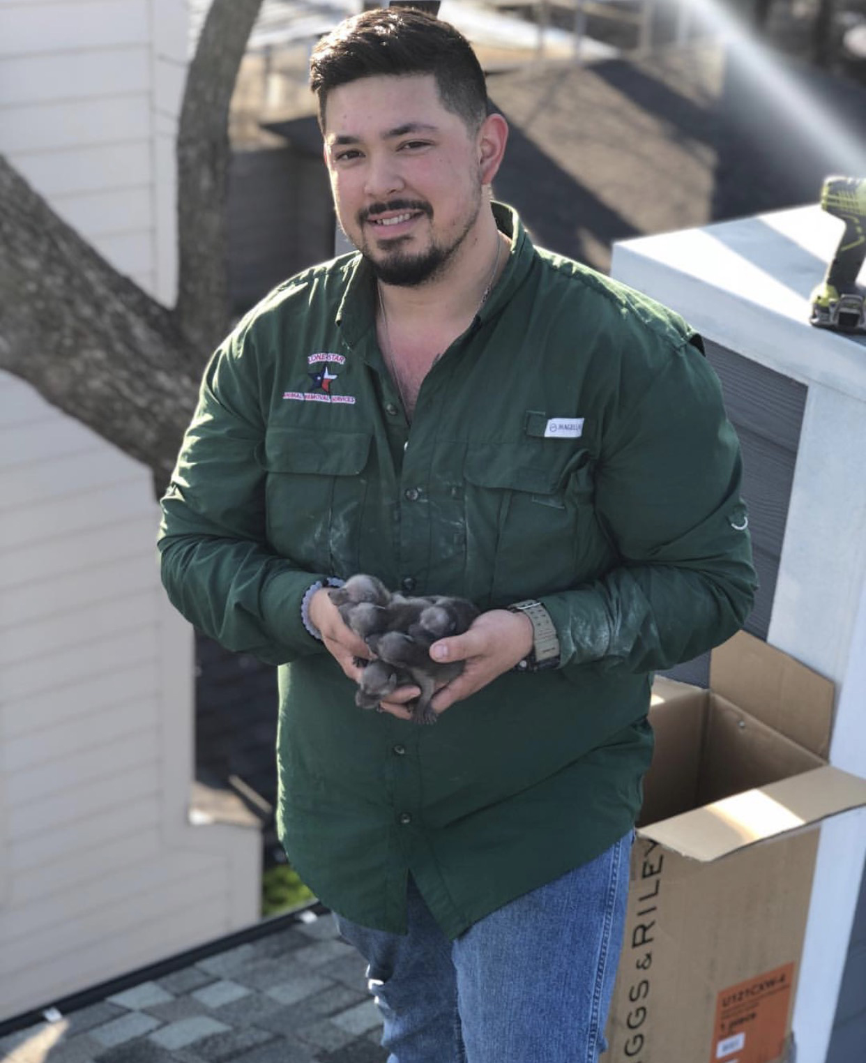 Lone Star Animal Removal Services - Baby Raccoons